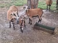 Kos, Cameroon sheep — 1. fotó