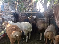 Schaf, Rhon sheep — Foto 1