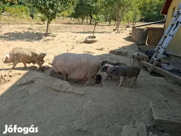 Pigs (batch, sex not specified), Вьетнамская вислобрюхая