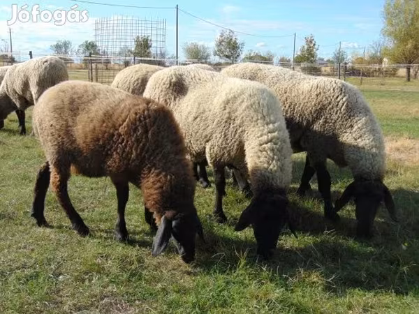 Sheep, Tsigai sheep