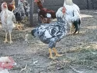 Chickens — 照片 4