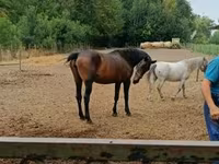 Égua, Nonius horse — foto 3