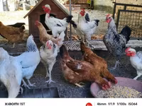 Chickens — 照片 2