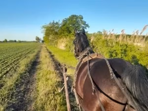 Horse (M), Nonius horse