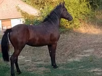 Mare, Horses — photo 3