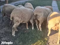 Widder, Ile-de-France sheep — Foto 4
