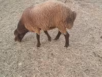 Ovejas (lote, sexo no especificado), Ovejas — foto 4