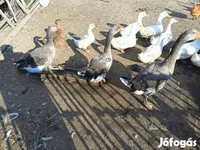 Geese — 1. fotó