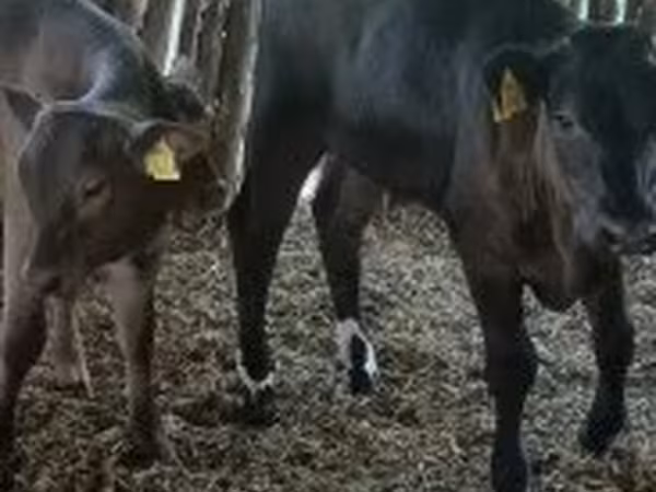 Vaca, Ganado vacuno