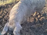 Säue, Schweine — Foto 3
