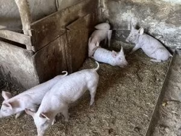 Prasata (šarže, pohlaví neuvedeno), Prasata — Maďarsko