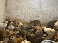 Chickens — foto 4