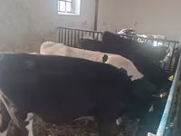 公牛, Cattle — 照片 4