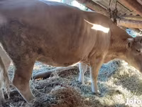 गाय, Simmental cattle — फ़ोटो 2