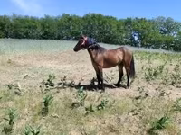 母马, Horses — 照片 1