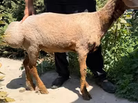 Ovelha, Jaidara sheep — foto 3
