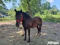 Stute, Hungarian horse breed — Foto 5