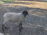 母羊, Tsigai sheep — 照片 4