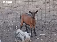Nőstény kecske, Alpine goat — 2. fotó