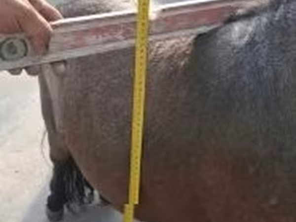 Horse (M), Shetland Pony
