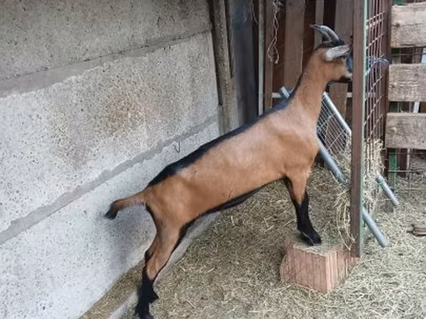 Nőstény kecske, Alpine goat