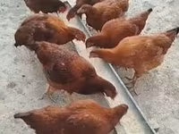 Rhode Island Red — photo 2