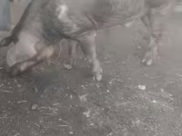 Kan, Дюрок — 1. fotó