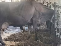 Tehén, Swiss cattle — 7. fotó