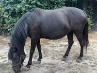 Mare, Hucul pony — photo 6