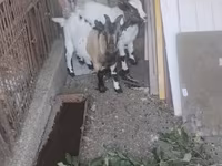 Billy Goat, Dutch Landrace goats — photo 2
