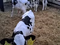 Bulle, Russian Black pied cattle — Foto 4