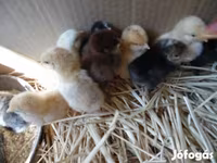 Chickens — 1. fotó