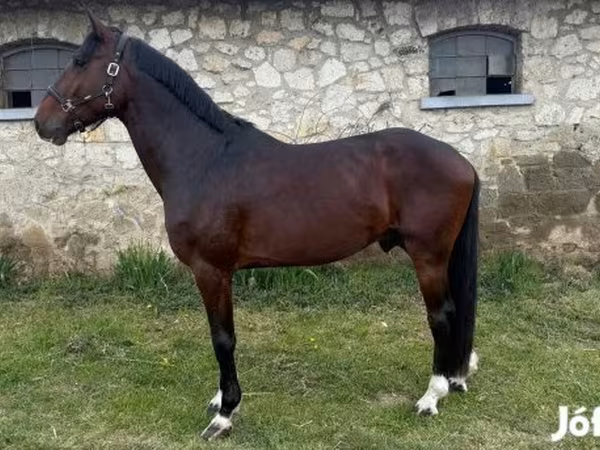 Hing, Hungarian horse breed — Magyarország