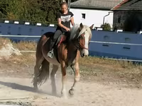 Hengst, Pferde — Foto 2