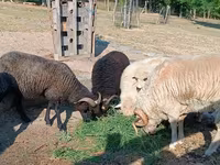 公羊, Sheep — 照片 1