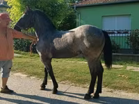 Caballo, Caballos — foto 5