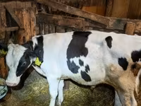 Bull, Holstein breed — photo 3