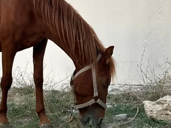 Hing, Karabakh horse