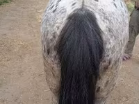 Айғыр, Appaloosa — 4-сурет