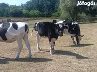 Vaca, Raza Holstein — foto 4