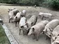 Süldőanya, Sertések — 4. fotó