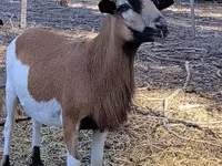 Kos, Cameroon sheep — 5. fotó