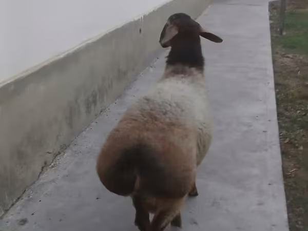 Баран, Бараны