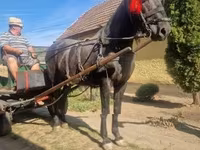 Kůň, Koně — foto 6