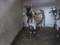 公山羊, Nubian Goat — 照片 1