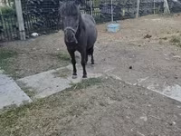 Caballo, Caballos — foto 3