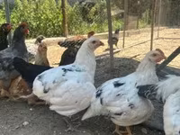 Ameraucana — 1. fotó