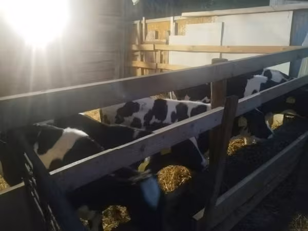 Býk, Russian Black pied cattle — Maďarsko