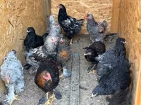 Brahma — foto 3