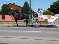 Kanca, Nonius horse — 3. fotó